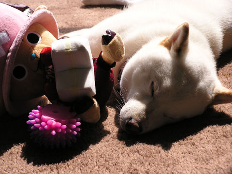 価格 Com 犬 柴犬 うちの子自慢 チョッパーくんの写真