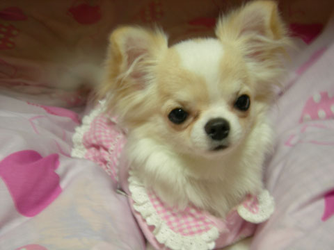 価格 Com 犬 チワワ うちの子自慢 ティアラちゃんの写真