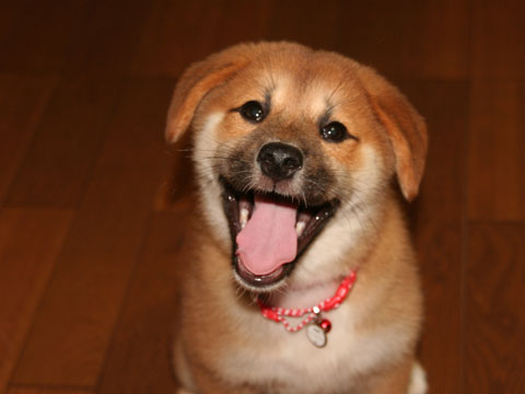 価格 Com 自慢のペット 犬 ミックス 犬 まりちゃんの写真