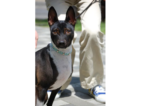 価格 Com 犬 バセンジー うちの子自慢 マルクくんの写真