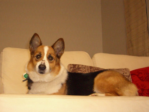 価格 Com 犬 ウェルシュ コーギー ペンブローク うちの子自慢 あいちゃんの写真