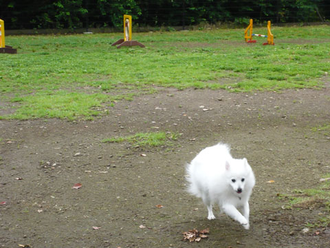 価格 Com 犬 日本スピッツ うちの子自慢 つくしちゃんの写真