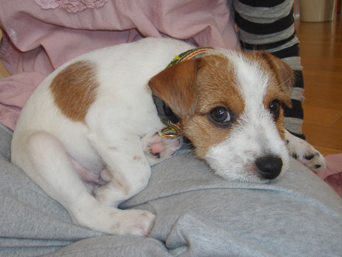 Resultado de imagen para 犬 Jack Russell Terrier 可愛らしい