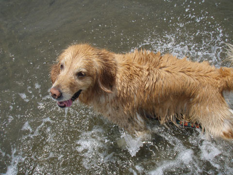 価格 Com 犬 ミックス 犬 うちの子自慢 アポロくんの写真