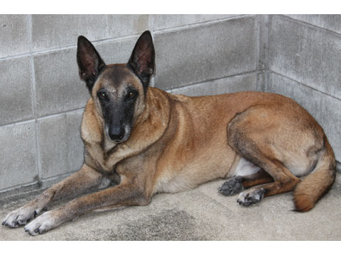 価格 Com 犬 ベルジアン シェパード ドッグ マリノア うちの子自慢 Ajax エイジャックス くんの写真