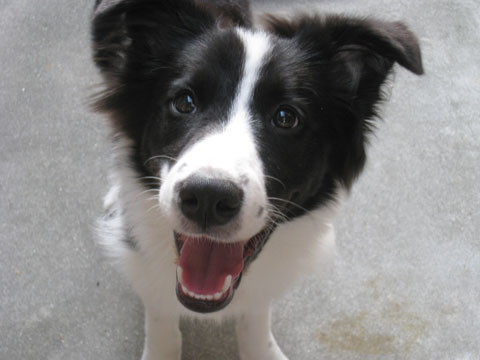 価格.com - 犬 ボーダー・コリー うちの子自慢 バロンくんの写真