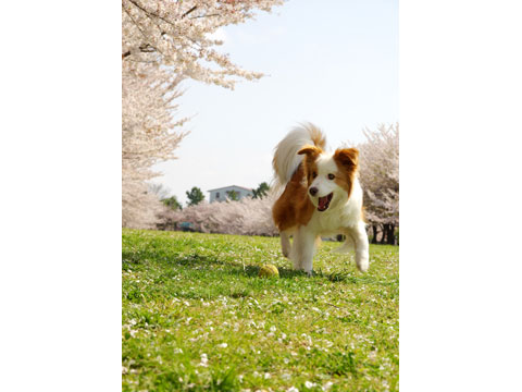 価格 Com 自慢のペット 犬 ボーダー コリー コニーちゃんの写真