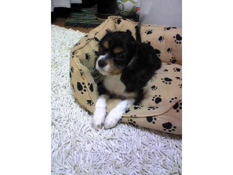 価格 Com 犬 キャバリア キング チャールズ スパニエル うちの子自慢 ウララちゃんの写真 価格 Com 犬 キャバリア キング チャールズ スパニエル うちの子自慢 ウララちゃんの写真