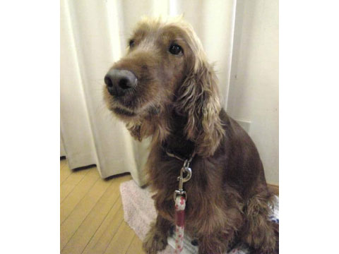 価格 Com 犬 アイリッシュ セター うちの子自慢 なっちゃんの写真