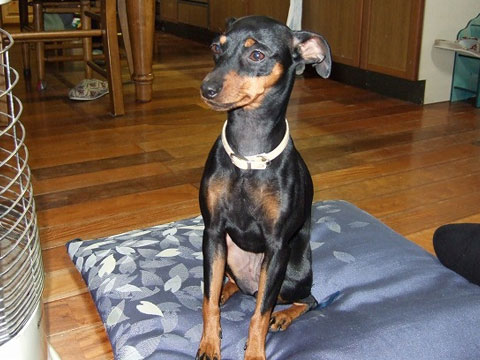 価格 Com 犬 ミニチュア ピンシャー うちの子自慢 ハッピーちゃんの写真 価格 Com 犬 ミニチュア ピンシャー うちの子自慢 ハッピーちゃんの写真