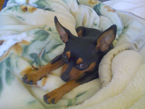 価格 Com 自慢のペット 犬 ミニチュア ピンシャー もずちゃんの写真 価格 Com 自慢のペット 犬 ミニチュア ピンシャー もずちゃんの写真