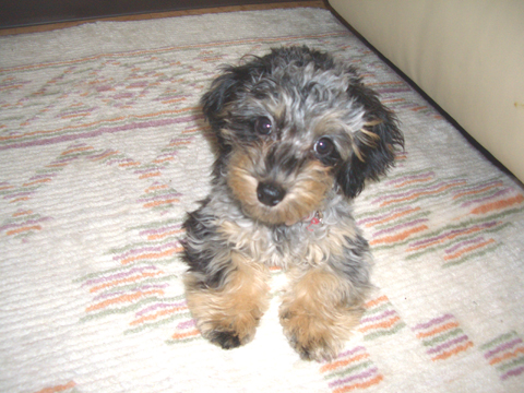 価格 Com 犬 ミックス 犬 うちの子自慢 ましゅうちゃんの写真