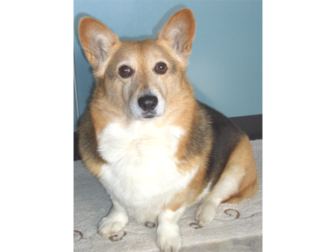 価格 Com 犬 ウェルシュ コーギー ペンブローク うちの子自慢 ヴィッキーちゃんの写真