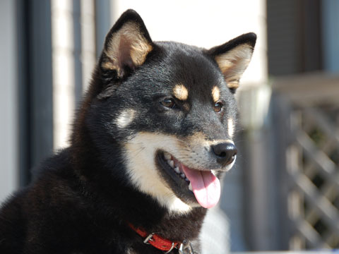 価格 Com 犬 柴犬 うちの子自慢 ゆずちゃんの写真