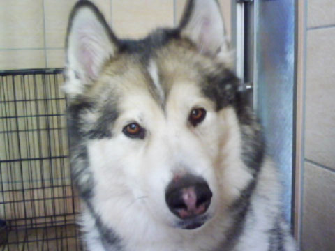 価格 Com 自慢のペット 犬 アラスカン マラミュート アーサーくんの写真