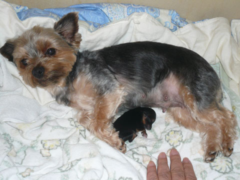 価格 Com 自慢のペット 犬 ヨークシャー テリア チャコの赤ちゃんの写真