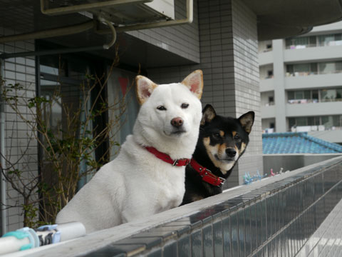 価格 Com 犬 柴犬 うちの子自慢 タカラちゃん コトブキちゃんの写真