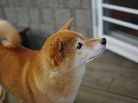 価格 Com 自慢のペット 犬 柴犬 ハナちゃんの写真