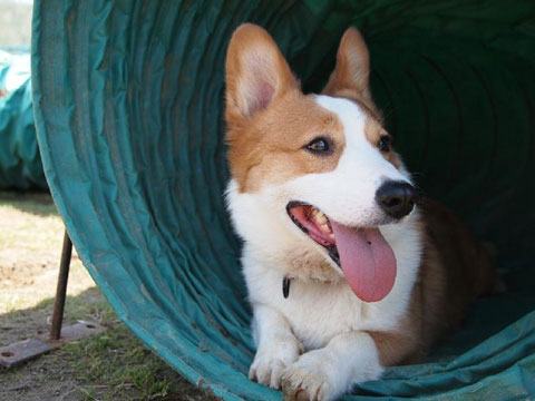 価格 Com 自慢のペット 犬 ウェルシュ コーギー ペンブローク ふうろちゃんの写真