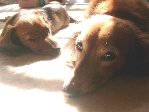 価格 Com 自慢のペット 犬 ダックスフンド ミニチュア クッキィちゃん イチゴちゃんの写真