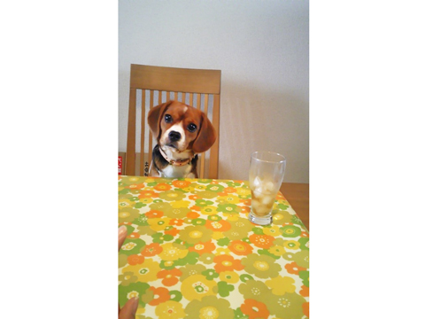 価格 Com 犬 ミックス 犬 うちの子自慢 レネちゃんの写真