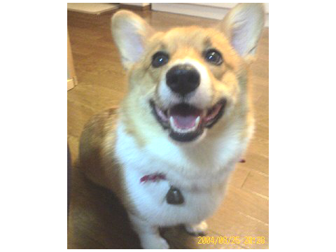 価格 Com 犬 ウェルシュ コーギー ペンブローク うちの子自慢 みぃみちゃんの写真