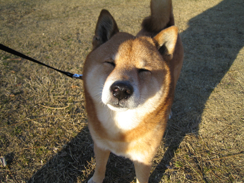価格 Com 自慢のペット 犬 柴犬 花道くんの写真