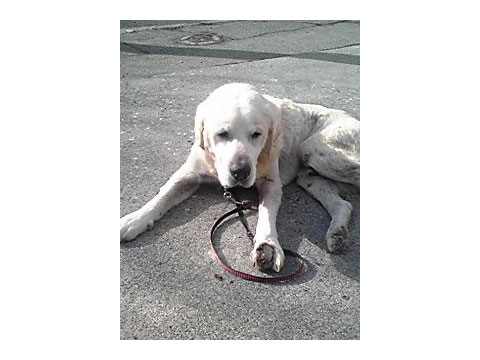 価格 Com 自慢のペット 犬 ラブラドール レトリーバー ボスくんの写真