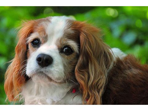 ウィンスタンレイの大きな犬、サイズ9！、キャバリア キング