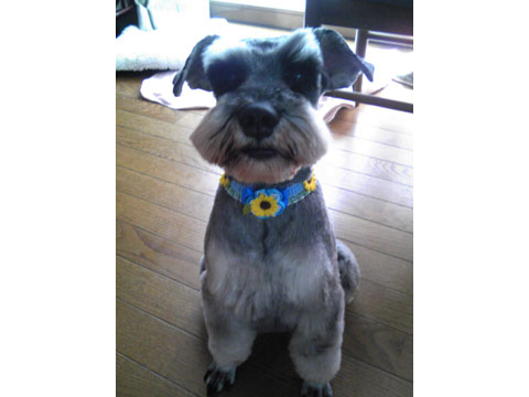 価格 Com 自慢のペット 犬 ミニチュア シュナウザー ムックくんの写真