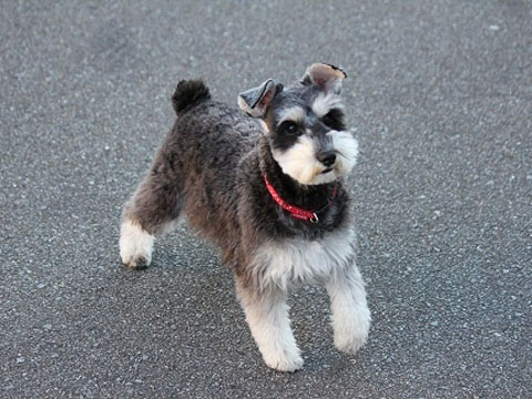 価格 Com 犬 ミニチュア シュナウザー うちの子自慢 レビーちゃんの写真