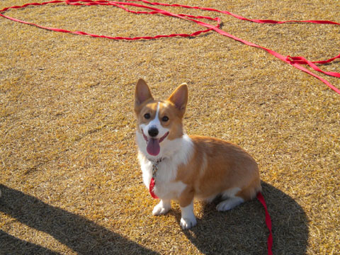 価格 Com 犬 ウェルシュ コーギー ペンブローク うちの子自慢 ヒカルくんの写真