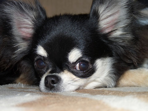 価格 Com 犬 チワワ うちの子自慢 クッキーちゃんの写真