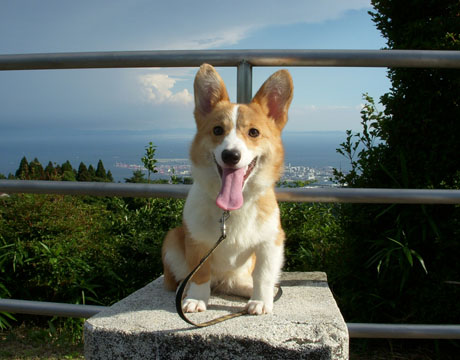 価格 Com 犬 ウェルシュ コーギー ペンブローク うちの子自慢 ムギちゃんの写真