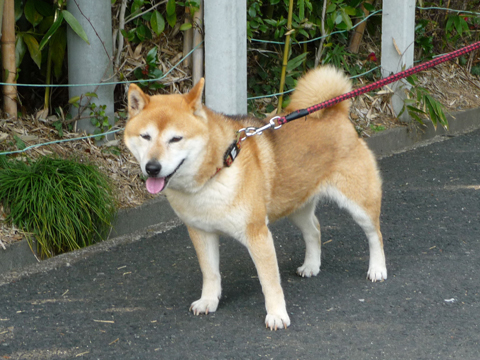 価格.com - 犬 柴犬 うちの子自慢 まるちゃんの写真