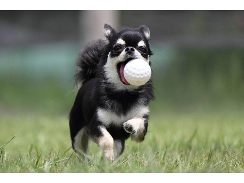 価格 Com 犬 チワワ うちの子自慢 クッキーちゃんの写真