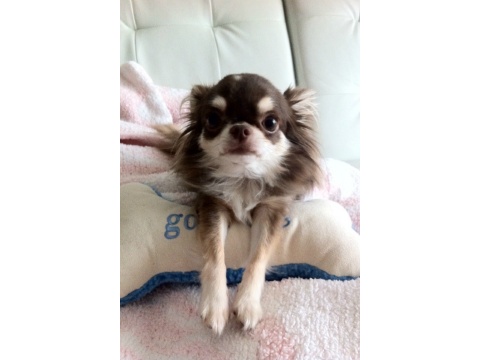 価格 Com 犬 チワワ ロングコート うちの子自慢 ここあちゃんの写真