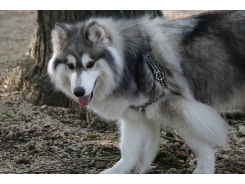 価格 Com 犬 シベリアン ハスキー うちの子自慢 のあちゃんの写真