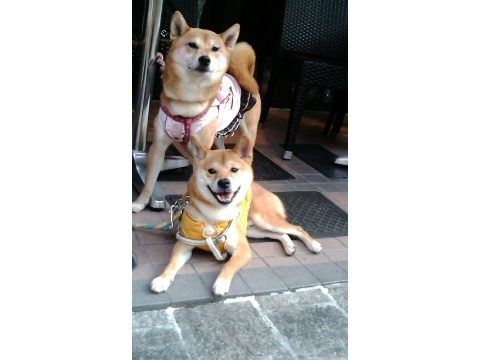 価格 Com 自慢のペット 犬 柴犬 ぽちこ のこの写真