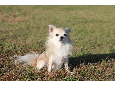 価格 Com 犬 チワワ うちの子自慢 モカちゃんの写真