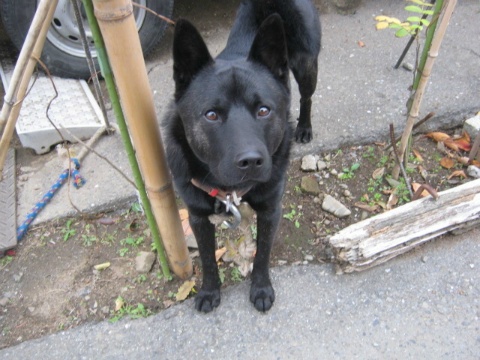 価格 Com 自慢のペット 犬 甲斐犬 ベルくんの写真