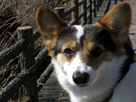 価格 Com 犬 ウェルシュ コーギー ペンブローク うちの子自慢 Benbenくんの写真