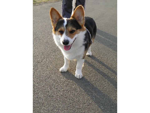 価格 Com 犬 ウェルシュ コーギー ペンブローク うちの子自慢 Benbenくんの写真