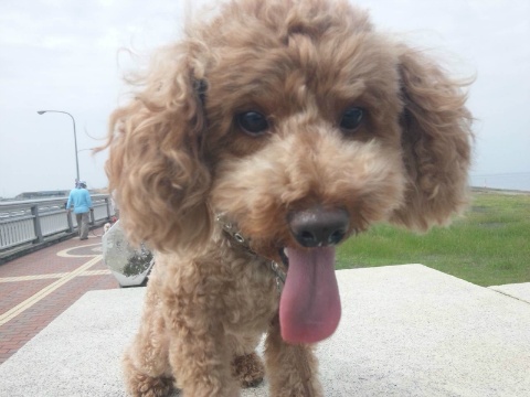 価格 Com 自慢のペット 犬 トイ プードル ブラウンちゃんの写真