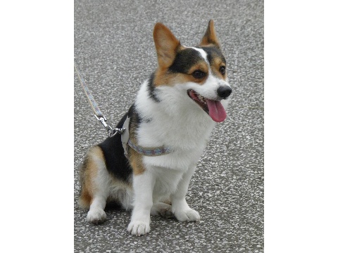 価格 Com 犬 ウェルシュ コーギー ペンブローク うちの子自慢 Benbenくんの写真