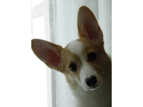 価格 Com 犬 ウェルシュ コーギー ペンブローク うちの子自慢 テンテンちゃんの写真
