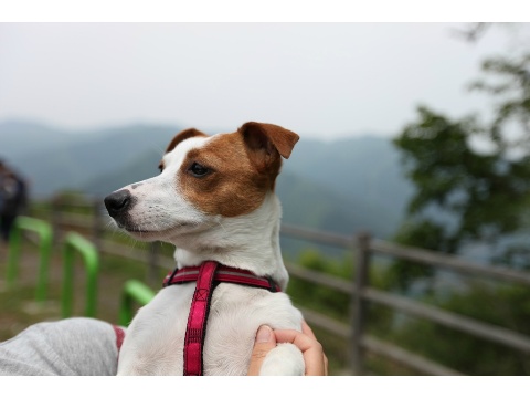 価格.com - 自慢のペット 犬 ジャック・ラッセル・テリア ラブちゃんの写真