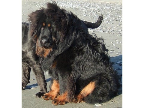 価格 Com 犬 チベタン マスティフ うちの子自慢 太郎くんの写真