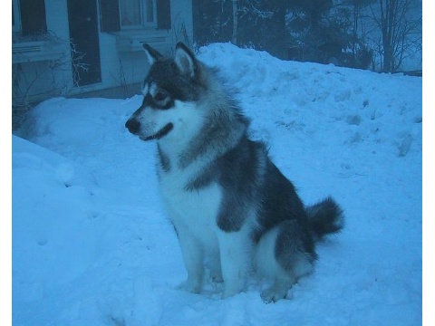 価格 Com 犬 アラスカン マラミュート うちの子自慢 ラズベリーちゃんの写真