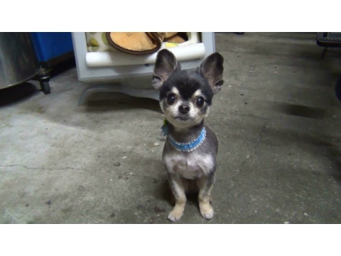 価格 Com 犬 チワワ ロングコート うちの子自慢 クロくんの写真